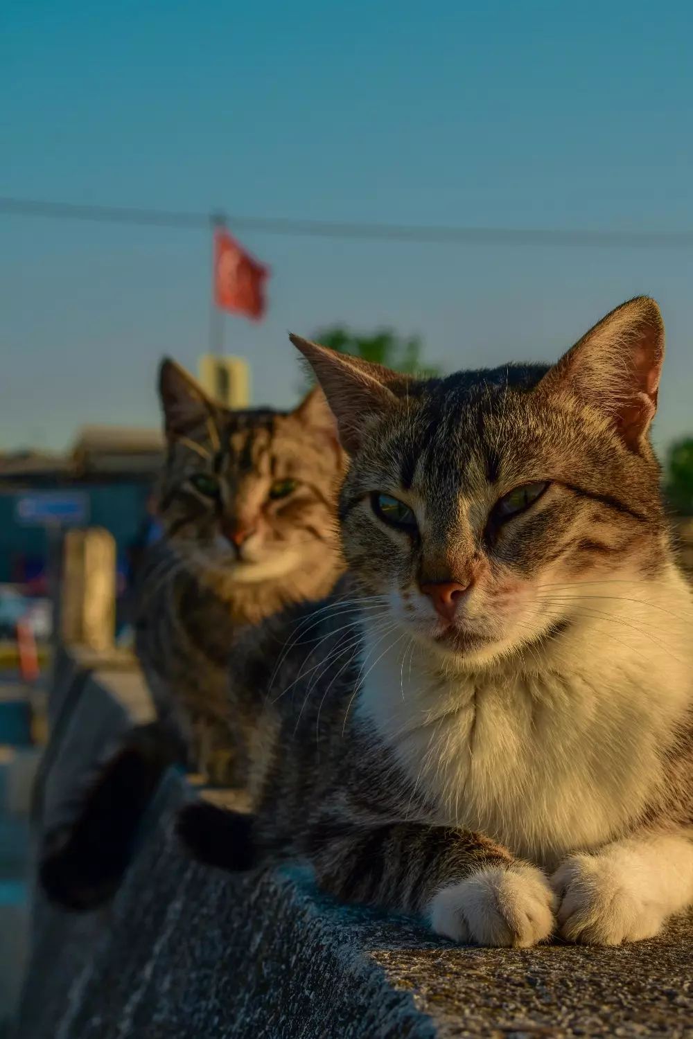 В Стамбуле живет больше 120 тысяч бездомных кошек