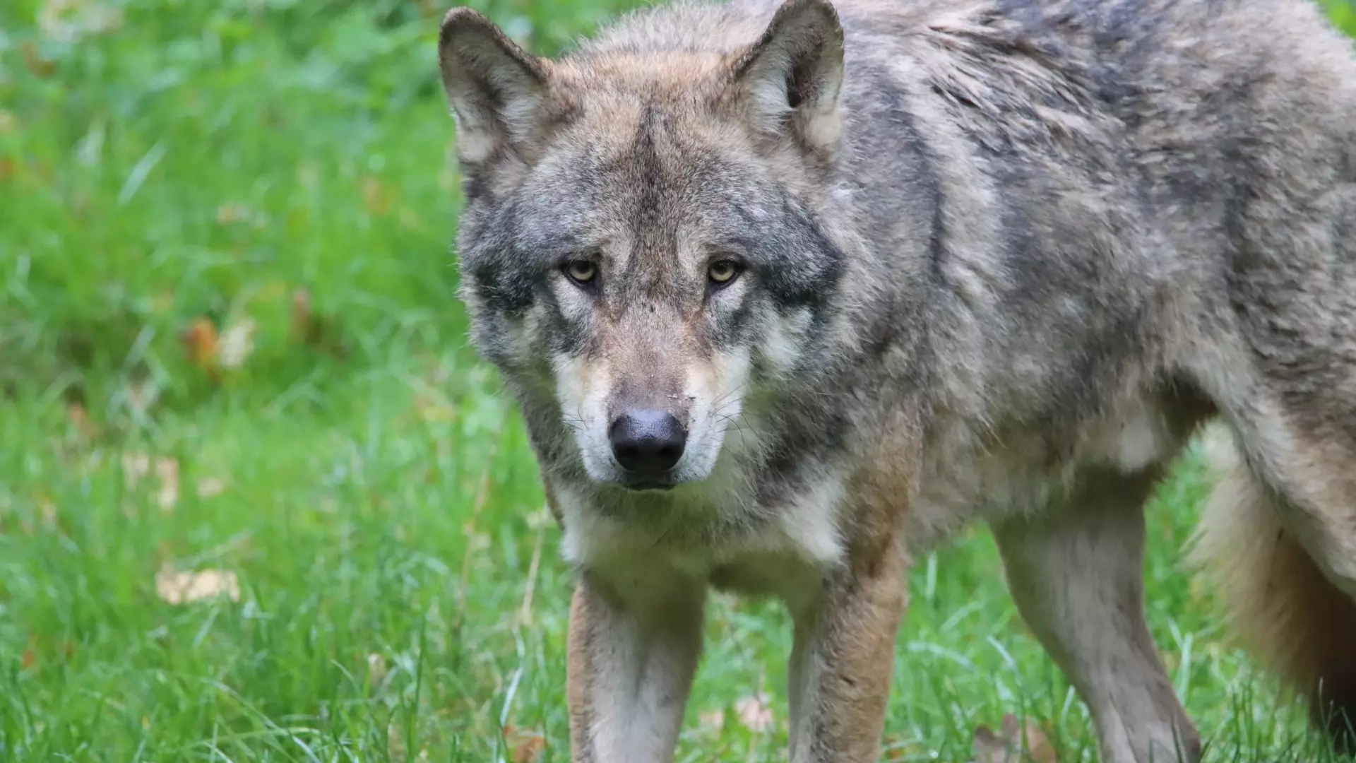 Минприроды Хакасии объявило награду за убитых волков