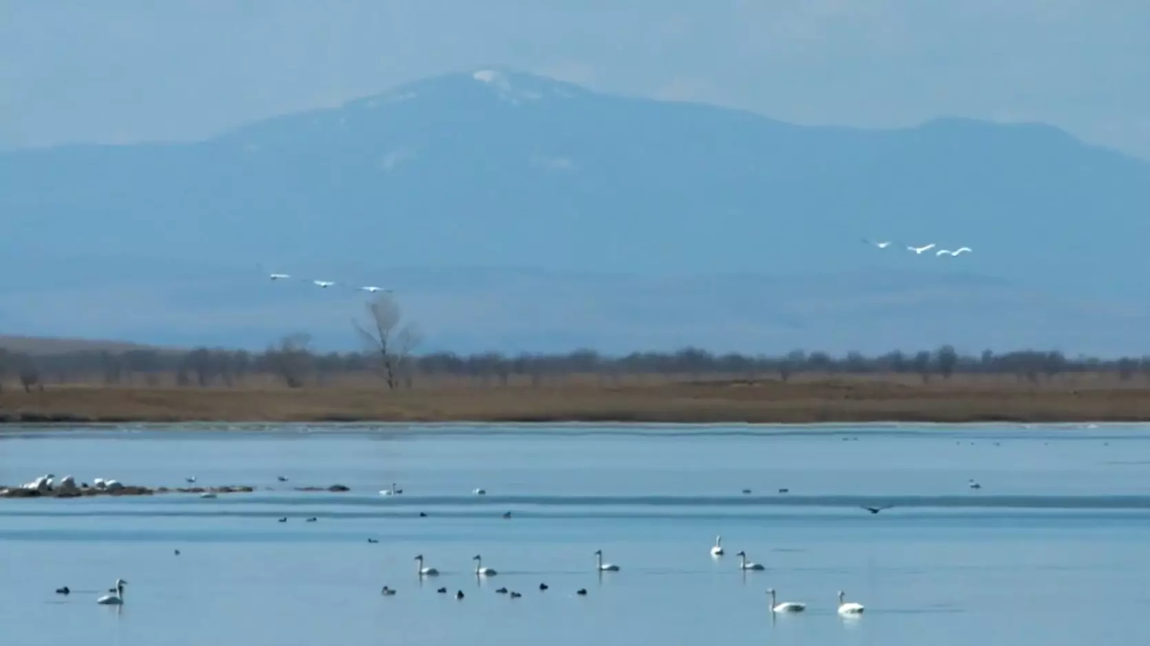 Птицы прилетели отдохнуть на озера Хакасии