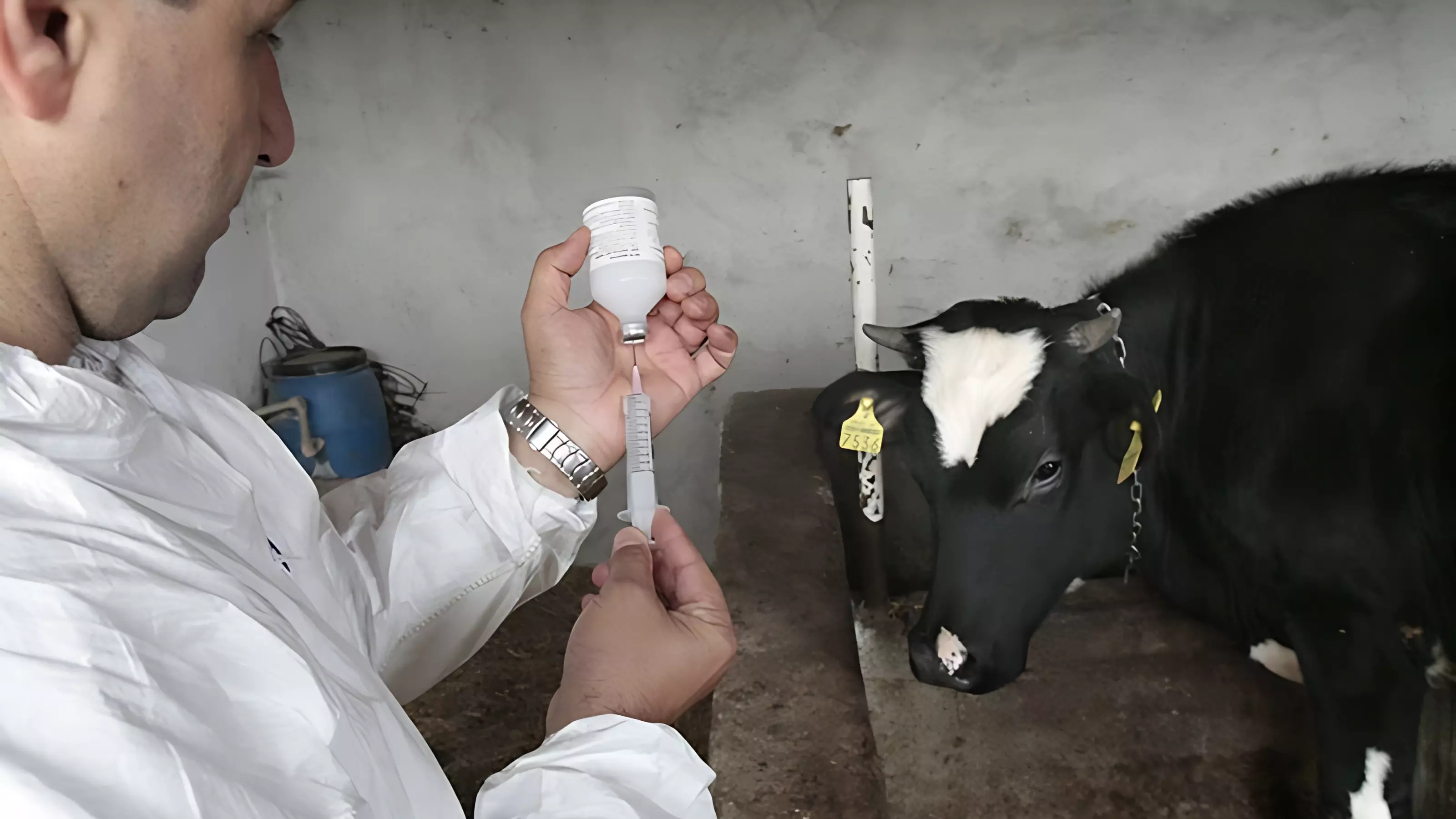 Ветеринары провели два этапа вакцинации и осматривают сельхозживотных в Аскизе