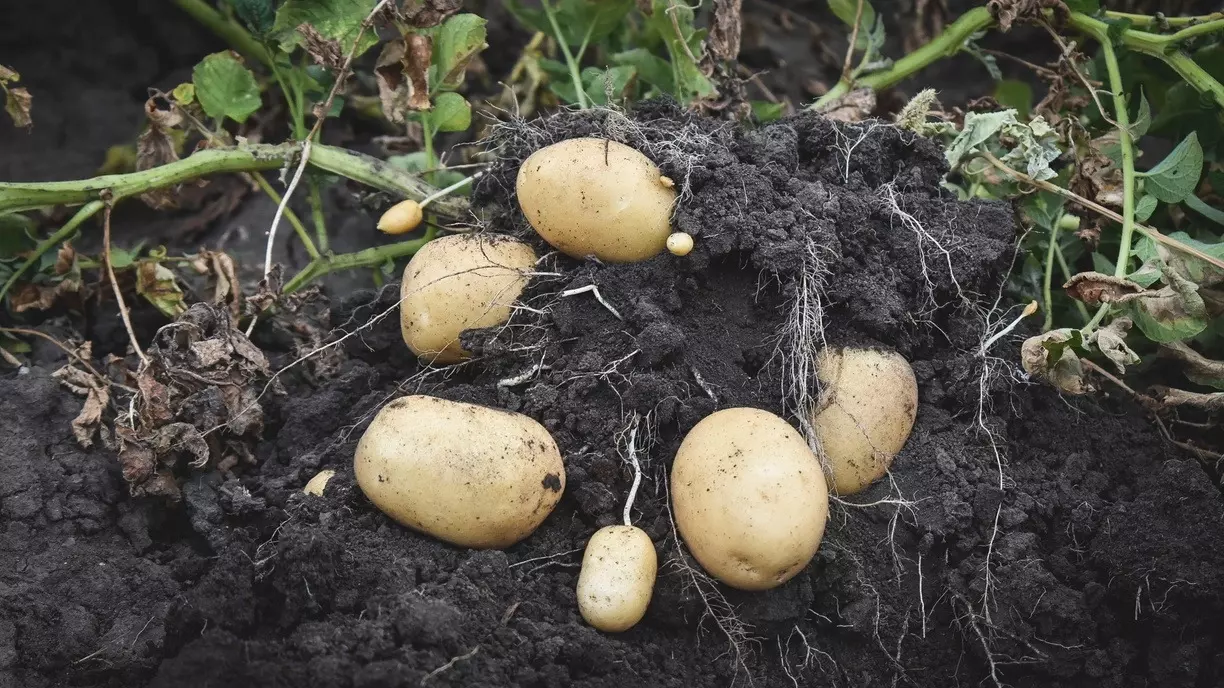 Ученые разработали для Красноярска, Хакасии и Тувы медленно растущие картофель и сою
