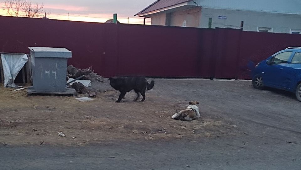 В Хакасии агрессивная стая собак уже два месяца терроризирует жителей