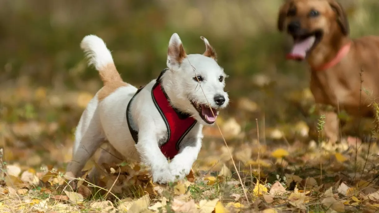 Питомец может увлечься играми с другими собаками и игнорировать вас