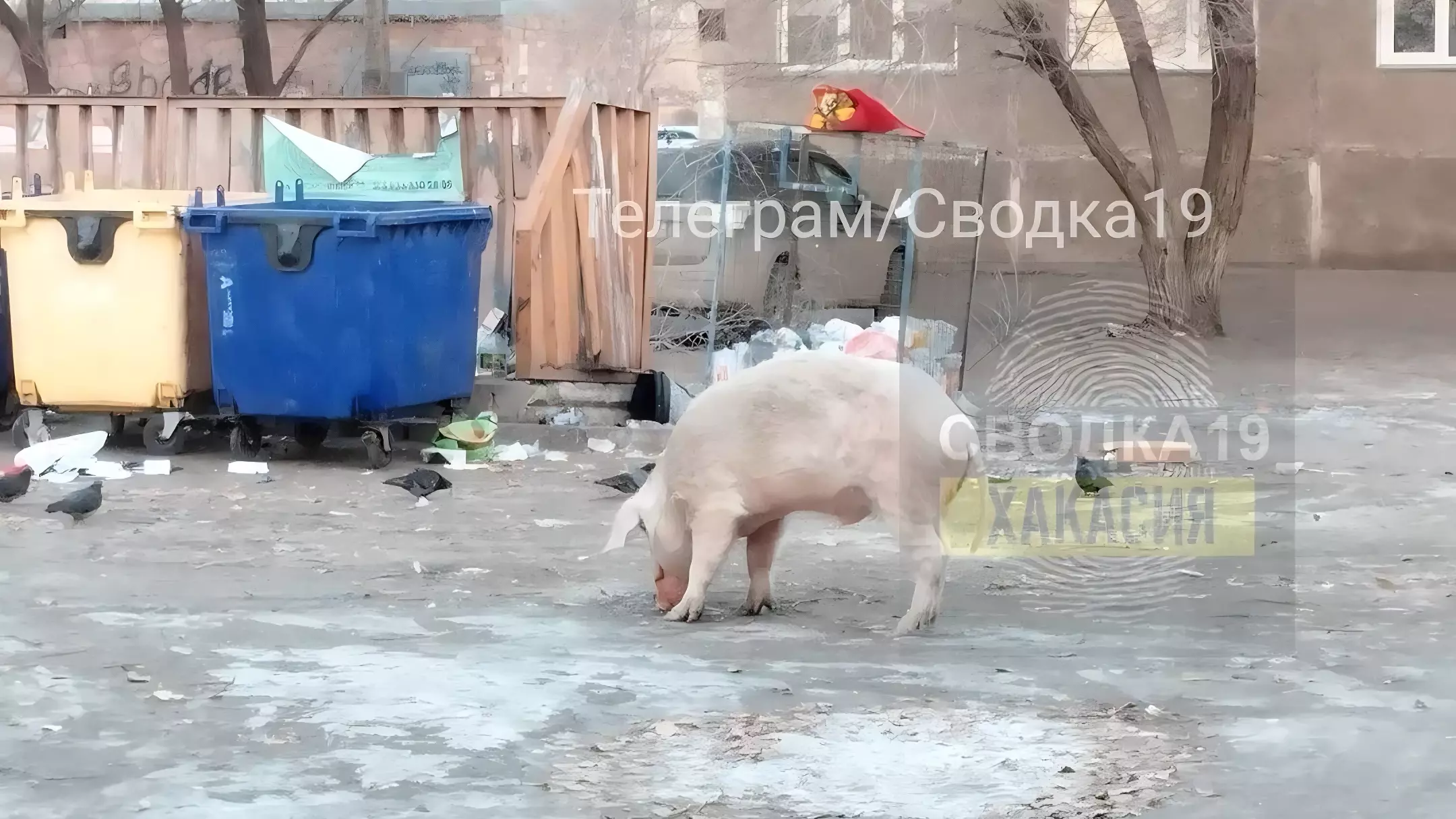 «Это не та предвыборная?»: По Черногорску бегает крупная свинья и ест мусор