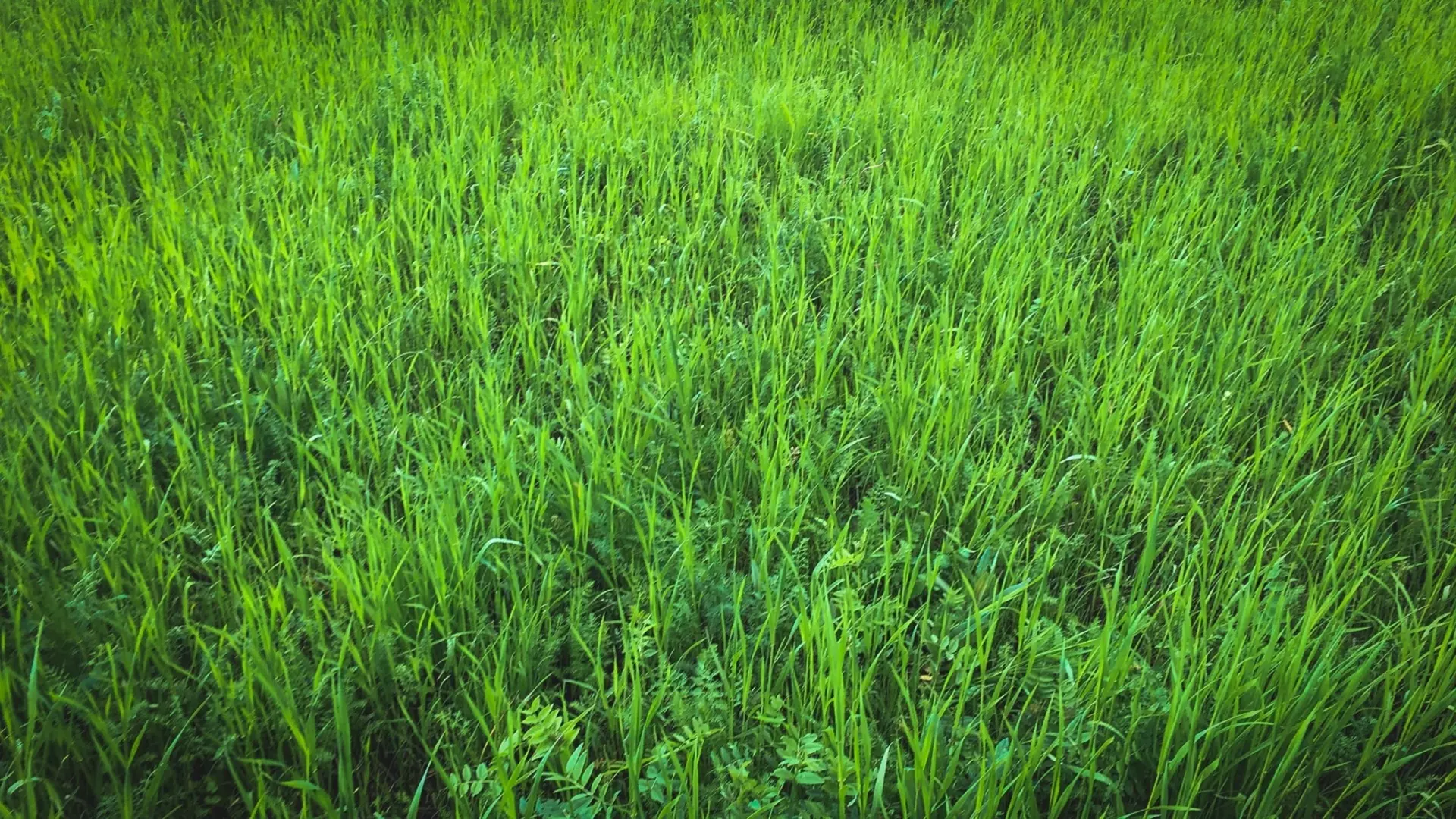 Запах свежескошенной травы — сигнал ужаса растений