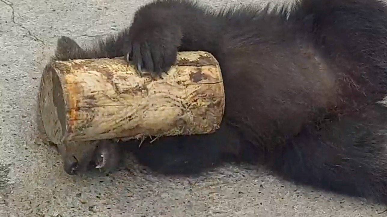 Из Абаканского зоопарка исчез медвежонок — рассказываем, куда он делся