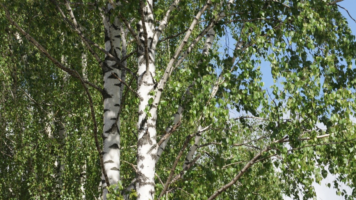 Почта России подсчитала, сколько деревьев сэкономили жители Хакасии