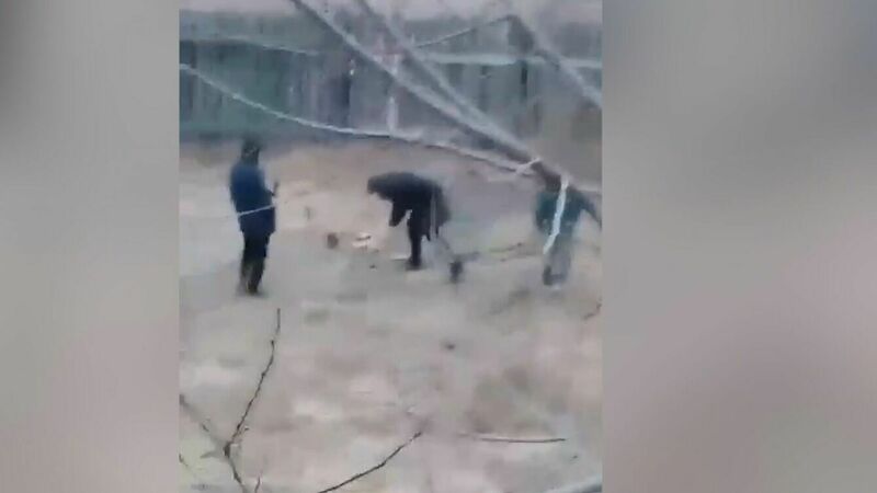В Хакасии прокуратура заинтересовалась видео с издевательствами над собакой