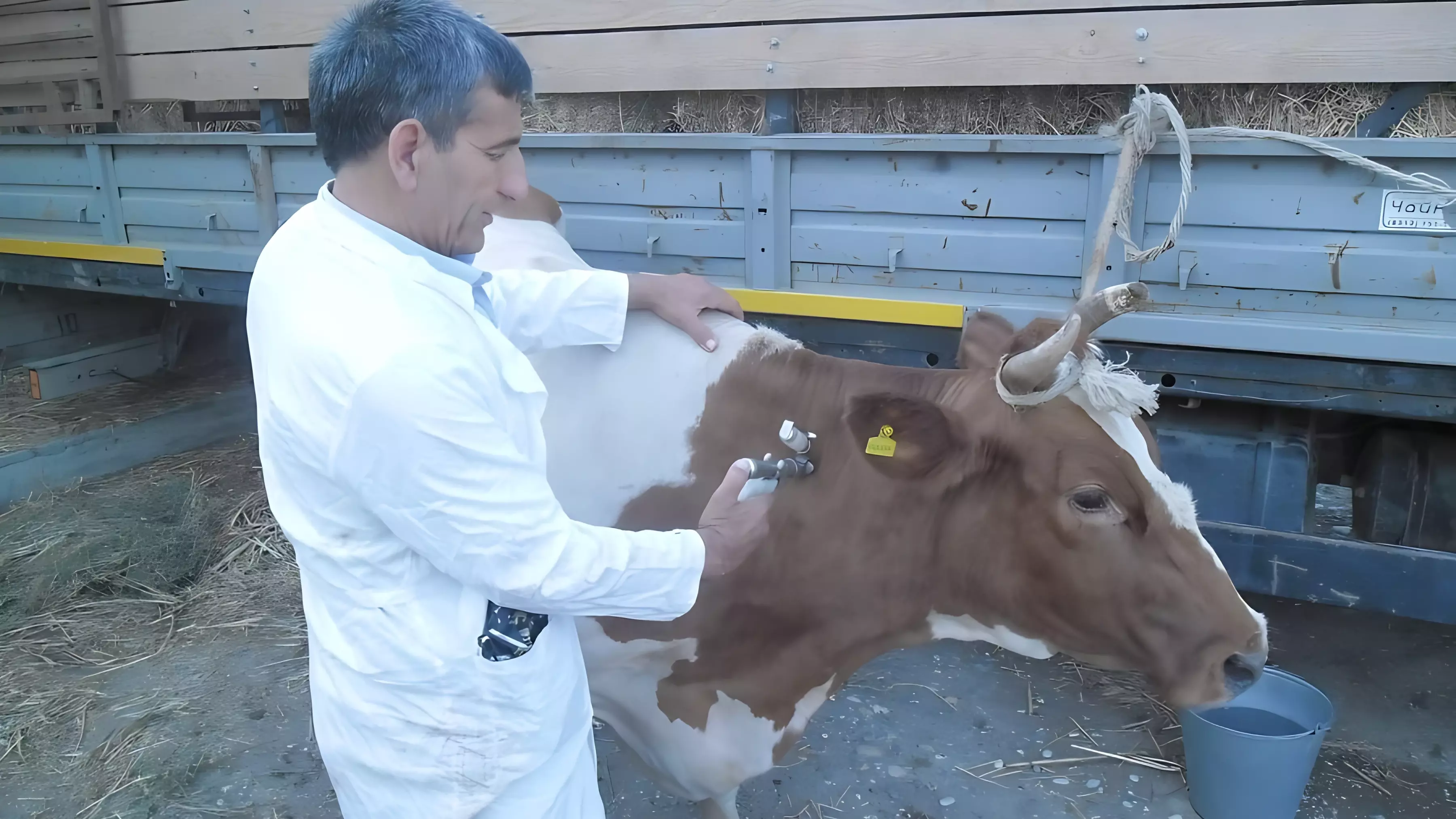 Ветеринары проводят вакцинацию восприимчивого поголовья животных в Хакасии