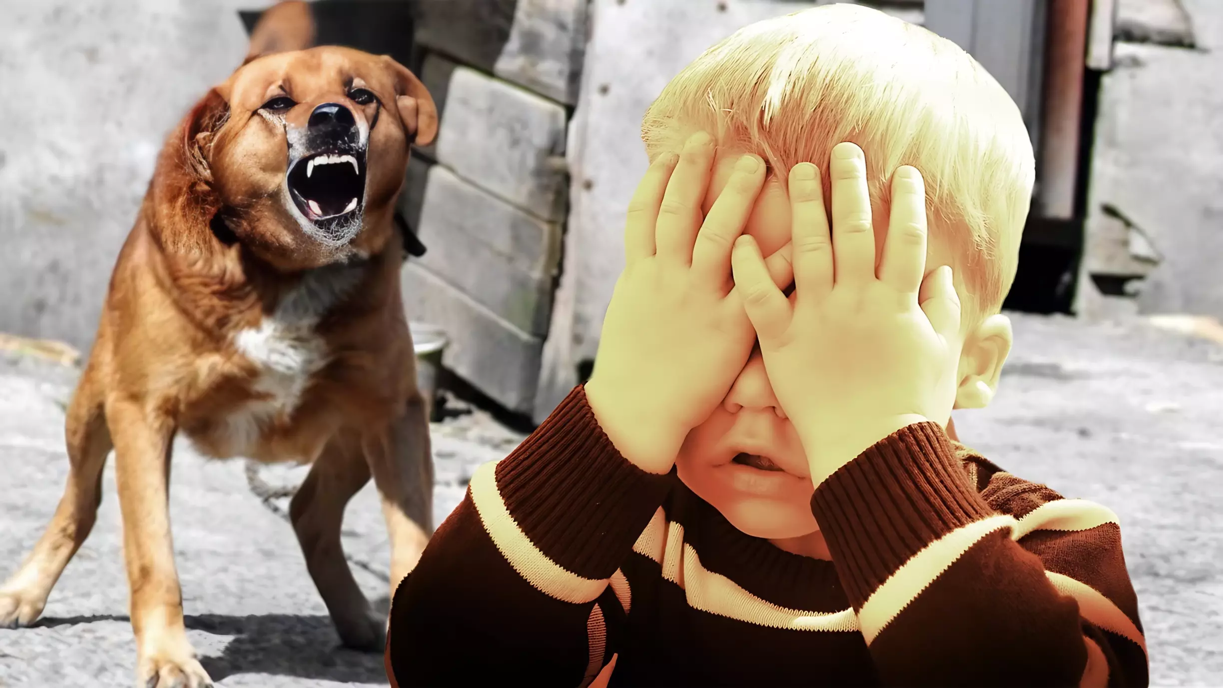 Суд назначил компенсацию ребенку из Саяногорска за укус бродячей собаки